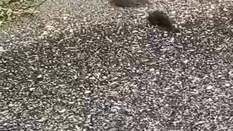 How does the fish know where they are going