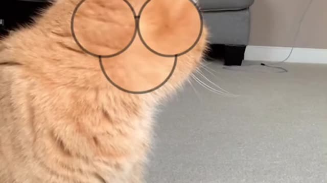 Perfect Timing Funny Cute Cat