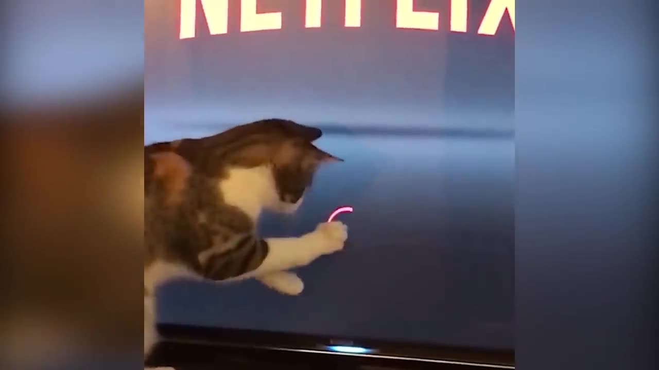 #Best Funny Animal Videos of The 2023 dog and cat Funniest Animals #shorts #viral