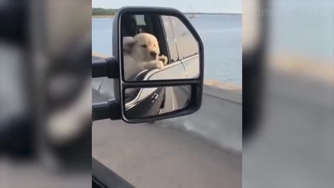 🤣 Funniest 🐶 Dogs and 😻 Cats - Awesome Funny Pet Animals Videos 😇 new 2021