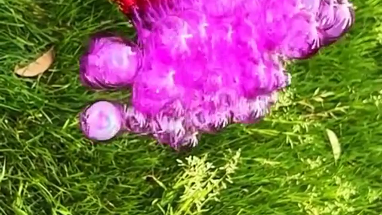 DL Panda Viral videos ON Internet