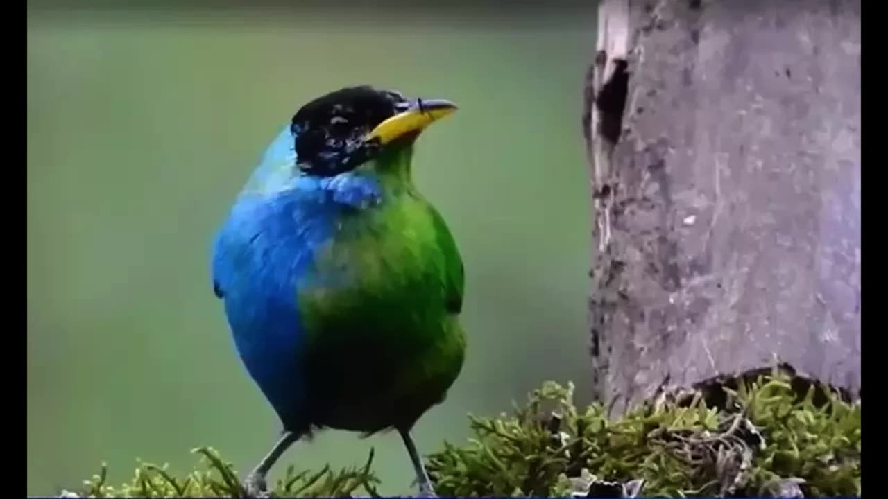 A rare bird with common characteristics of male and female has been discovered.