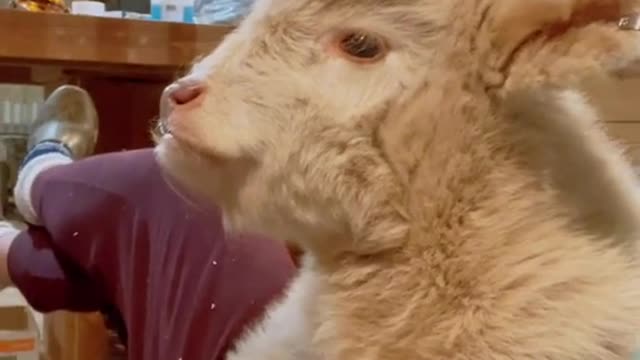 The cow