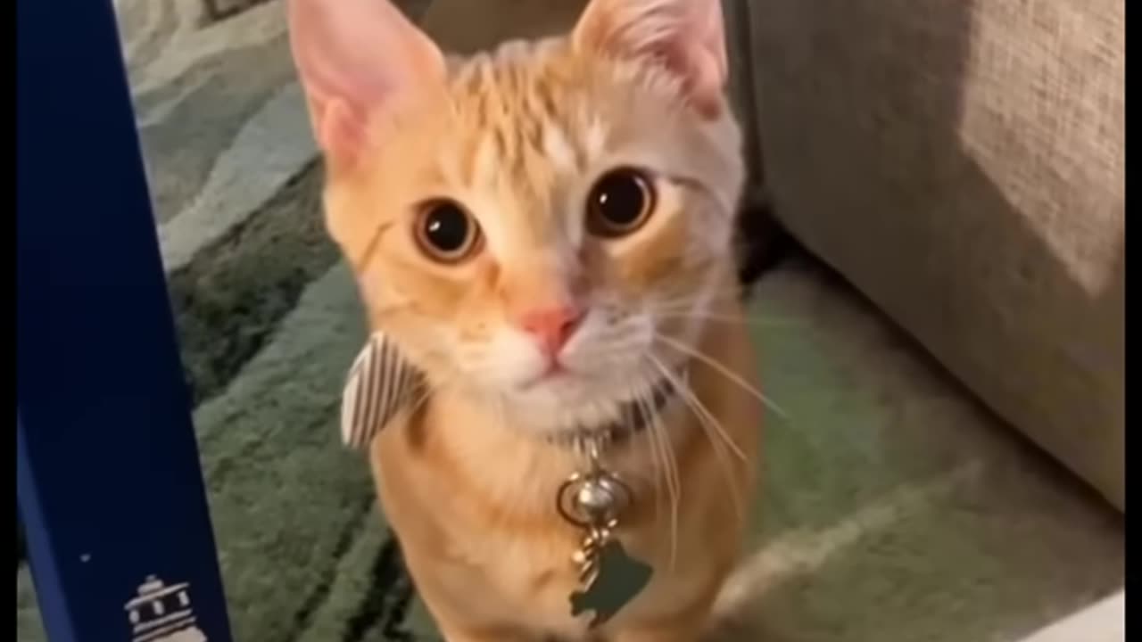 Cats being total bullies.