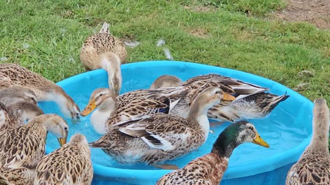 Duck Attack