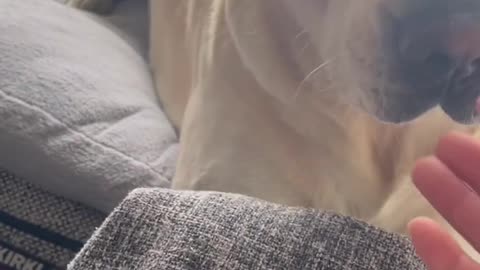 My Dog gets so dramatic for walkie