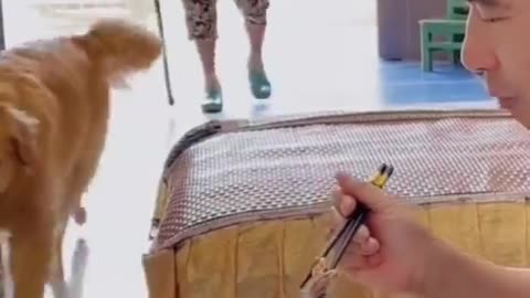 Dog chicken eating ##funny ##viral vedio