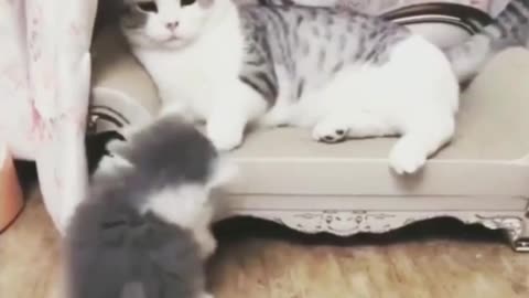 YOU LAUGH YOU LOSE!😂 Funny Moments Of Cats Videos Compilation