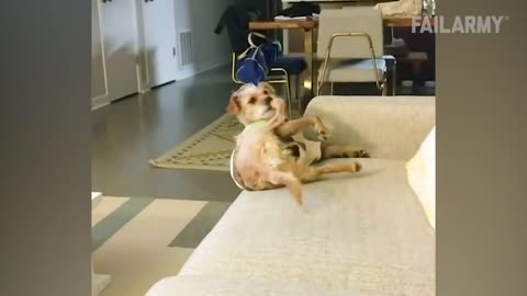 Try Not To Laugh Watching Funny Animal Fails Compilation 2020