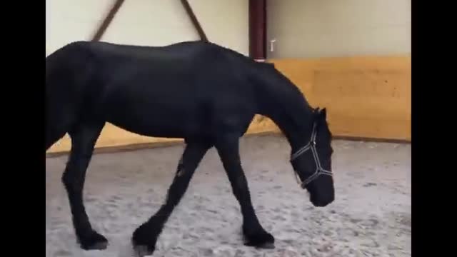 Horse SOO Cute! Cute And funny horse Videos Compilation cute moment