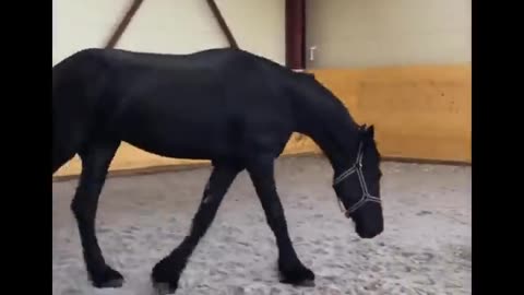Horse SOO Cute! Cute And funny horse Videos Compilation cute moment
