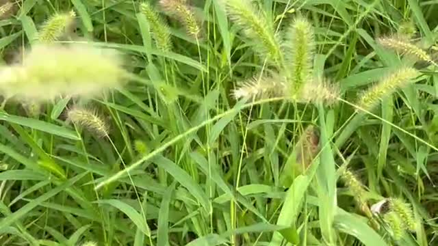 There's a lot of hairy grass here