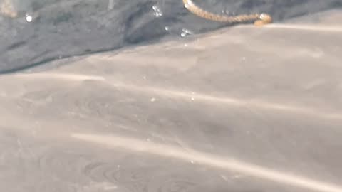 Snake stuck in a water tank