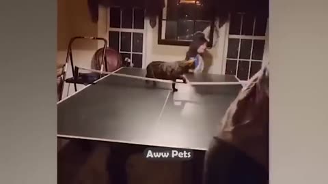 funny vedios