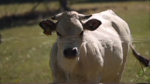 bull in the field