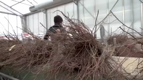 How to produce millions of vines - Grape Seedlings Production - Harvesting and processing grape