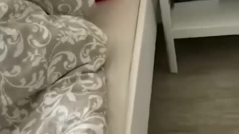cats,dogs