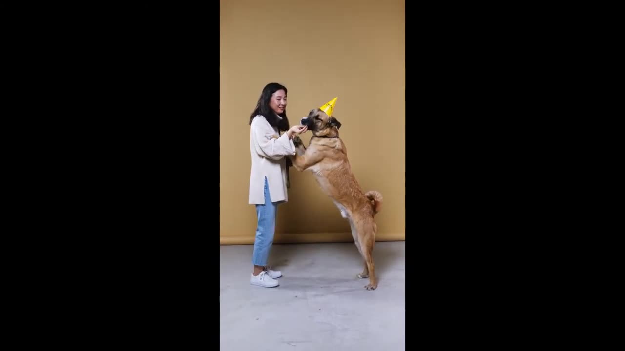 Dog Training With Fun Way .Tts Really Easy And Funway To Teach Our Dog.