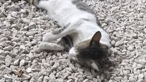 Cat funny video