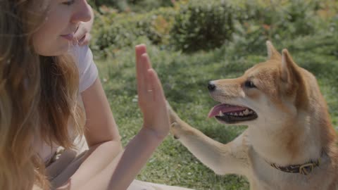 Watch the smart dog