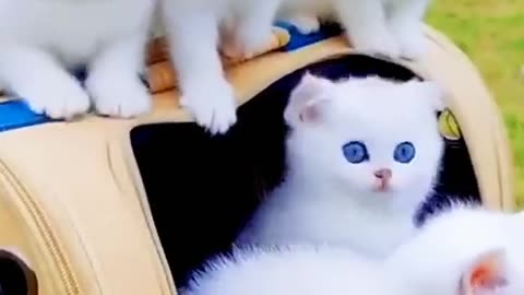 White Persian Cats