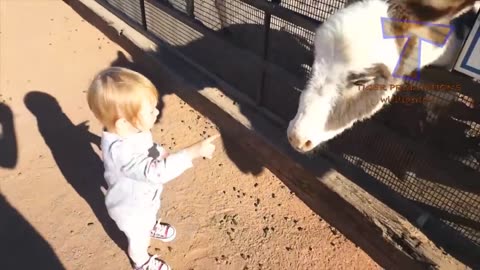 funny zoo
