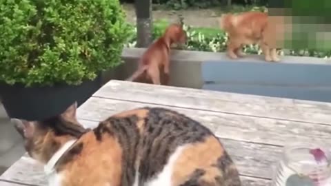 Funny Cats Compilation