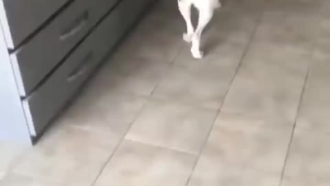 Funny dogs and cats video 😀🤣