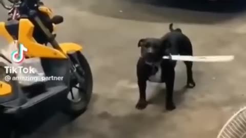 Cute and funny Animal you like