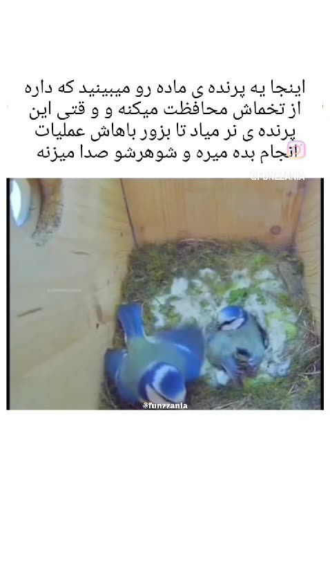 Ever seen a male bird try to force himself on a female? Watch what happens next!