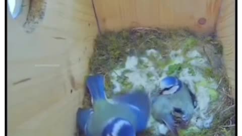 Ever seen a male bird try to force himself on a female? Watch what happens next!