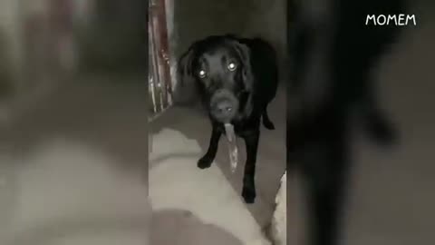 Funny video