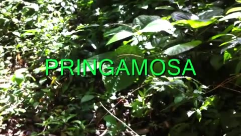 MMS Testimony - Pringamosa Dermatitis Healed Quickly with MMS
