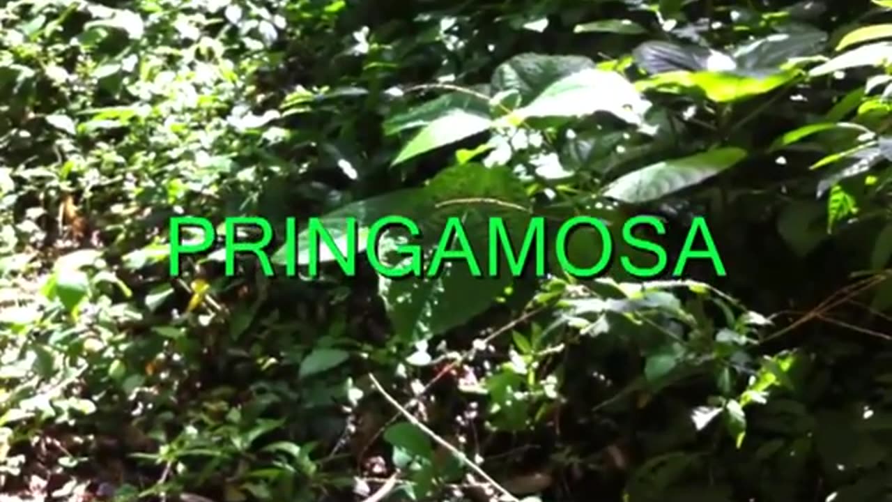 MMS Testimony - Pringamosa Dermatitis Healed Quickly with MMS