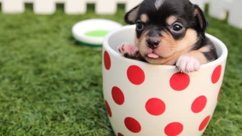 Cute and Funny dogs and Awesome funny pet.