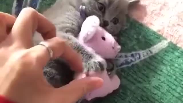 This cat so adorable #shorts