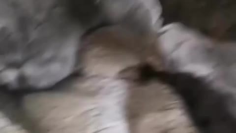Breastfeeding a kitten