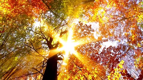 10 MINUTES of BEAUTIFUL FALL HORSES | BEST Relax Music, Meditation, Stress Relief, Calm | TVM