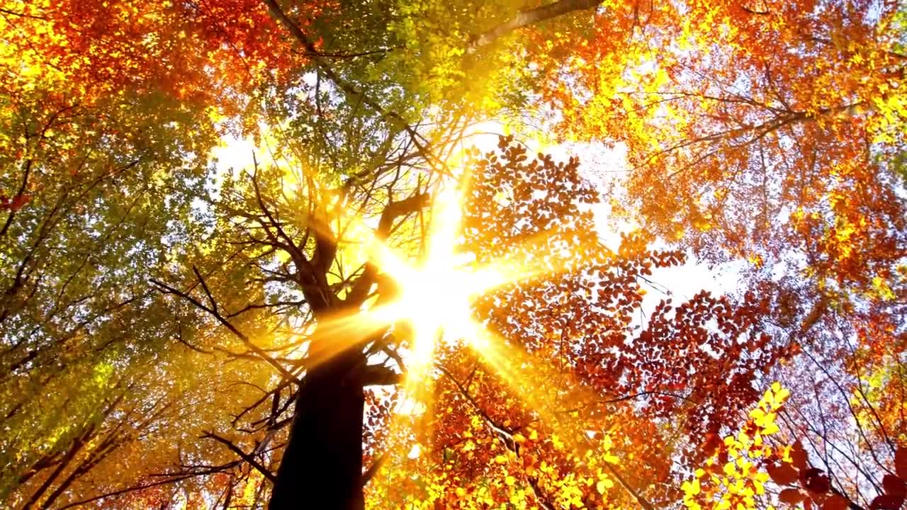 10 MINUTES of BEAUTIFUL FALL HORSES | BEST Relax Music, Meditation, Stress Relief, Calm | TVM