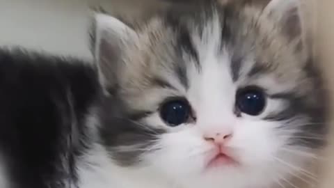 this cat is very cute and adorable makes the heart happy