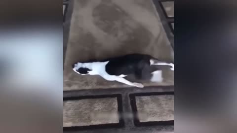 Funny cats and dogs