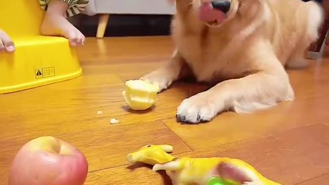 Very smart dog