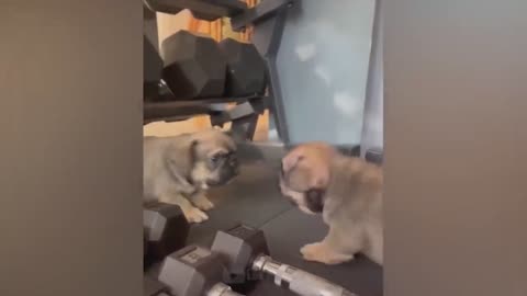 The funniest video ever, you can't stop watching and laughing. part 1