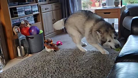 Malamute playing