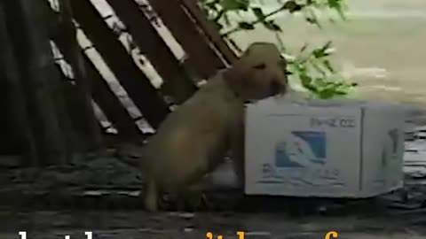 Cameraman Rescues Puppy Caught In Flood | The Dodo