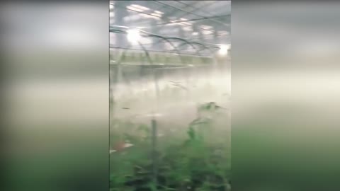 FOG IN THE GREENHOUSE