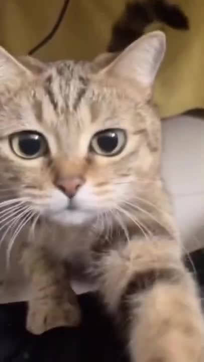 cute cat shorts❤#cat #cutecat #shorts