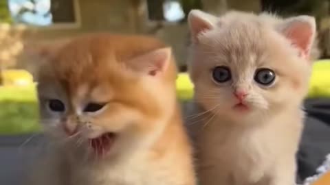 MaMa little Cute baby cat