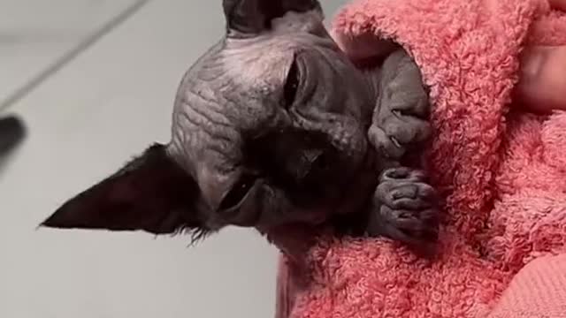 bath time for her majesty princess twiglet #sphynx #cat #bath #fyp