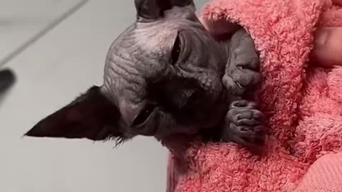bath time for her majesty princess twiglet #sphynx #cat #bath #fyp